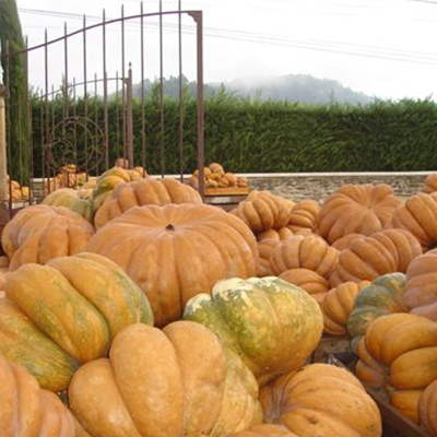 Récolte de courges